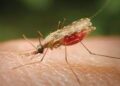 Ravaging Floods Will Increase Mosquito Breeding Spaces as the Affected States Risks Malaria Epidemic