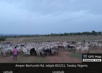 Troops Kill Bandits Recover 1,000 Rustled Cattle In Taraba