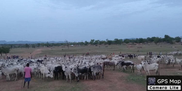 Troops Kill Bandits Recover 1,000 Rustled Cattle In Taraba