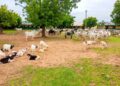 Troops Foil Terrorists Attack, Rescue 97 Cattle, 50 Sheep in Kano