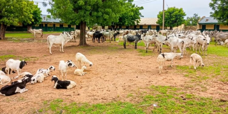 Troops Foil Terrorists Attack, Rescue 97 Cattle, 50 Sheep in Kano