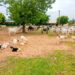 Troops Foil Terrorists Attack, Rescue 97 Cattle, 50 Sheep in Kano