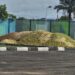 SALE OF ORANGE CHAFF FOR ORGANIC FERTILIZER, ANIMAL FEEDS