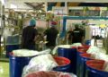 BENSONO CONCENTRATE FACTORY BEGINS FULL PRODUCTION 