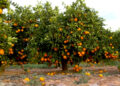 SELLING BENUE ORANGES OUTSIDE BENUE COULD IMPACT BENUE FRUIT JUICE COMPANY