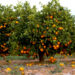 SELLING BENUE ORANGES OUTSIDE BENUE COULD IMPACT BENUE FRUIT JUICE COMPANY