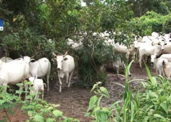 THE TIV PROFESSIONALS GROUP REJECTS FG’S DESIGNATION OF BENUE AND NASARAWA STATES FOR RANCHING POLICY IMPLEMENTATION