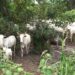 THE TIV PROFESSIONALS GROUP REJECTS FG’S DESIGNATION OF BENUE AND NASARAWA STATES FOR RANCHING POLICY IMPLEMENTATION