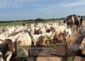 Troops Foil Terror Attack, Recover Rustled Cattle in Sokoto