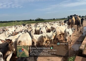 Troops Foil Terror Attack, Recover Rustled Cattle in Sokoto