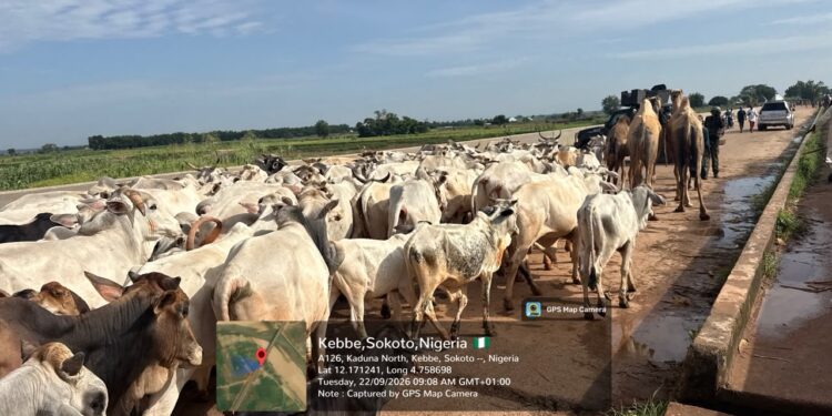 Troops Foil Terror Attack, Recover Rustled Cattle in Sokoto