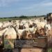 Troops Foil Terror Attack, Recover Rustled Cattle in Sokoto