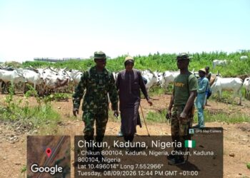 Troops Foil Cattle Rustling in Kaduna, Recover Over 500 Cattle
