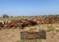 Troops Foil Ambush, Rescue Herders, Recover 520 Rustled Livestock In Zamfara, Sokoto