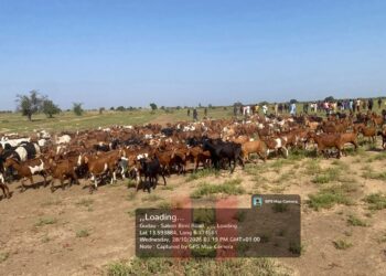 Troops Foil Ambush, Rescue Herders, Recover 520 Rustled Livestock In Zamfara, Sokoto