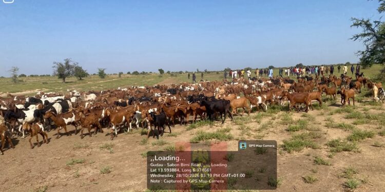 Troops Foil Ambush, Rescue Herders, Recover 520 Rustled Livestock In Zamfara, Sokoto
