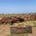 Troops Foil Ambush, Rescue Herders, Recover 520 Rustled Livestock In Zamfara, Sokoto