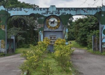 Nigeria Loses 300 Hectares Of Forest Daily — A Ticking Ecological Time Bomb