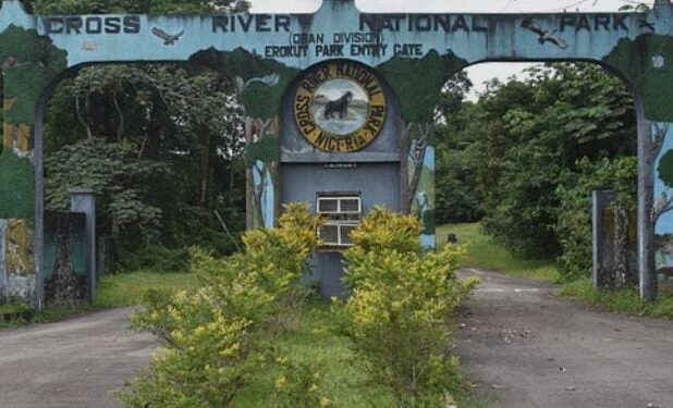 Nigeria Loses 300 Hectares Of Forest Daily — A Ticking Ecological Time Bomb